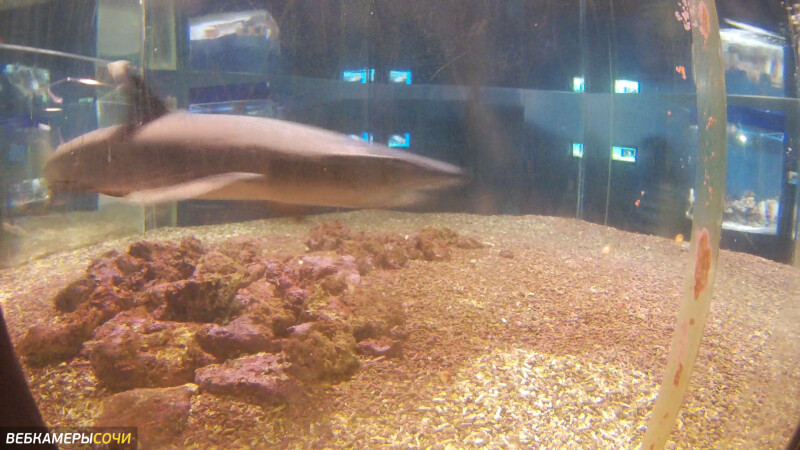 Аквариум с акулами, Лоо