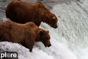 Медведи в низовьях реки Брукс, Национальный парк Катмай, Аляска - веб камера