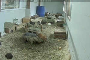 Кроличья ферма, Нидерланды - веб камера