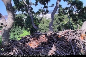 Гнездо белоголовых орланов, Вашингтон Ди Си, США - веб камера