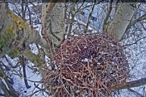 Гнездо ястреба-тетеревятника, Рига, Латвия - веб камера