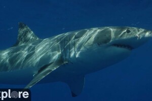 Акулы, Кейп-Фир, Северная Каролина - веб камера