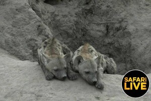 Африканское сафари, ЮАР - веб камера