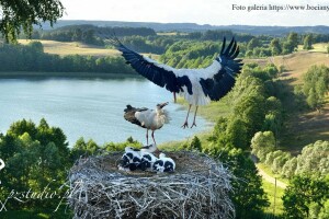Гнездо аистов, ландшафтный парк Сувалки, Польша - веб камера