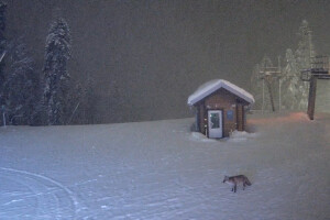 Приют Пихтовый, Красная Поляна - веб камера