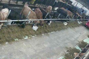 Кормление коров, АгриВолга, Ярославль - веб камера