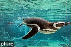 Вольер пингвинов под водой, Лонг-Бич, Калифорния - веб камера