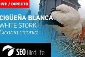 Гнездо аистов, Алькала де Эрнанес, Испания - веб камера