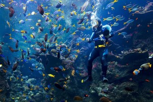 Филиппинский коралловый риф, Калифорнийская академия наук, Сан-Франциско - веб камера