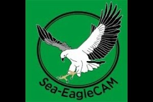 Гнездо морского орла, Сидней, Австралия - веб камера