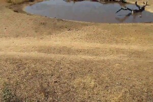 Водопой в заповеднике Джума, ЮАР - веб камера