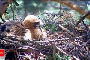 Гнездо орла-карлика, парк Сьерра-де-Гвадаррама, Испания - веб камера