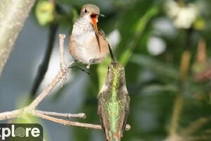 Гнездо колибри, Санта-Ана, Калифорния - веб камера