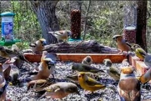 Кормушка для птиц в Розовой долине, Болгария - веб камера