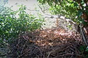 Гнездо орла-карлика, парк Дельс Портс, Каталония, Испания - веб камера