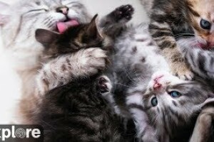 Приют для кошек, Огайо, США - веб камера