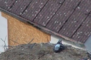 Гнездо аистов, Дубне, Чехия - веб камера