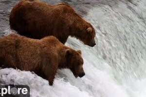 Водопад Брукс Фолс, Кинг-Салмон, Аляска - веб камера
