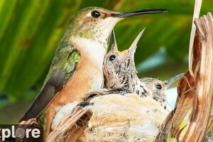 Гнездо колибри Рози, Ла-Верн, Калифорния - веб камера