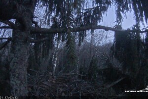 Гнездо малого подорлика, Латвия - веб камера
