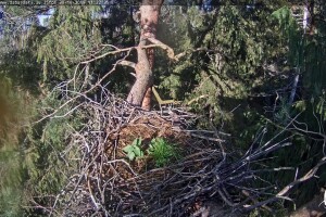 Гнездо черных аистов, Сигулдский край, Латвия - веб камера