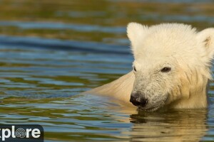 Вольер белых медведей, Колинд, Дания - веб камера