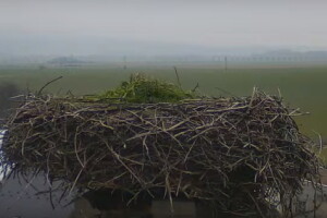 Гнездо аистов, Длоуга Лоучка, Чехия - веб камера