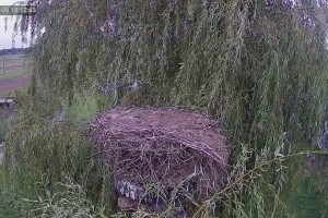 Гнездо аистов, Новый Камень, Польша - веб камера