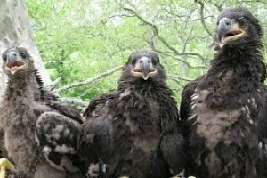 Гнездо орлов, Хиллсборо, Нью-Джерси - веб камера