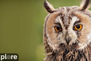 Кормушка с сипухами, Калифорния, США - веб камера