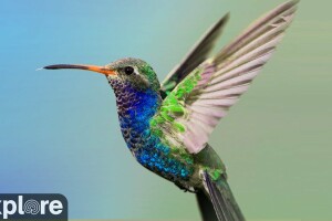 Гнездо колибри, Ла-Верн, Калифорния - веб камера
