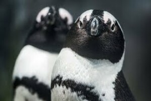 Африканские пингвины, Монтерей, Калифорния - веб камера