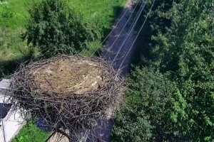 Гнездо аистов, Тязев, Украина - веб камера