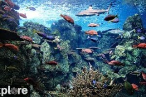 Тропический риф, Лонг-Бич, Калифорния - веб камера