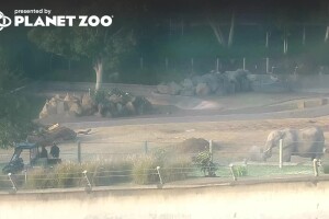 Зоопарк Сан-Диего, слоны, Сан-Диего, Калифорния - веб камера