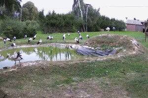 Пруд в реабилитационном центре для аистов, Козубщина, Польша - веб камера