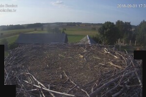 Гнездо аистов, Сокулка, Польша - веб камера