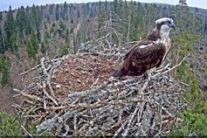 Лес и гнездо скопы, Эстония - веб камера