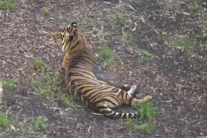 Зоопарк Сан-Диего, тигры, Сан-Диего, Калифорния - веб камера