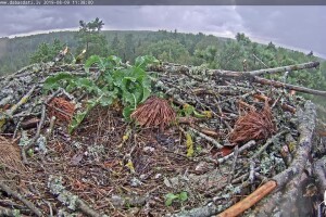 Гнездо скопы, Латвия - веб камера
