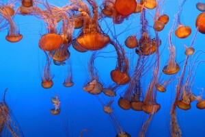 Океанариум Монтерей Бэй, медузы, Монтерей, Калифорния - веб камера
