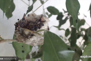 Гнездо колибри Беллы, Ла-Верн, Калифорния - веб камера