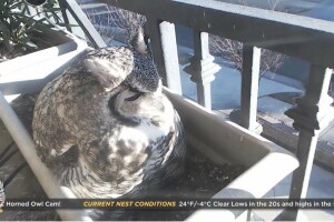 Ушастая сова, Мизула, Монтана - веб камера