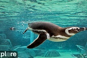 Пингвины, Новый Орлеан, Луизиана - веб камера