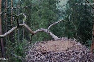 Гнездо черных аистов, лес Нотецка, Польша - веб камера