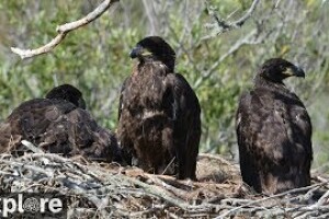 Гнездо белоголовых орланов, мыс Фрейзер-Поинт, Санта-Круз, Санта-Барбара - веб камера