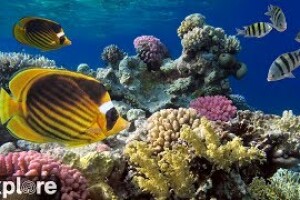 Коралловый риф, Каймановы острова - веб камера