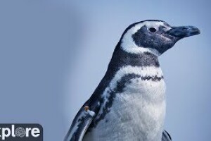 Вольер пингвинов, Лонг-Бич, Калифорния - веб камера