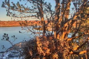 Гнездо орланов-белохвостов на острове Смёла, Латвия - веб камера