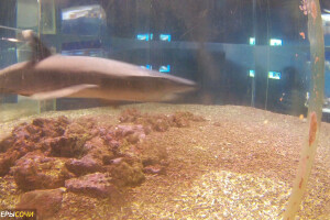 Аквариум с акулами, Лоо - веб камера